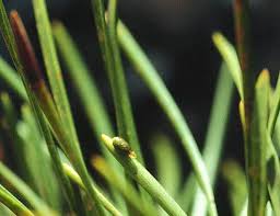 Image result for Viscum shirense