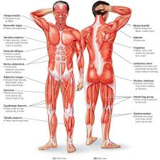 Muscle diagrams are a great way to get an overview of all of the muscles within a body region. The Muscular System Biology Of Humans Human Muscular System Muscle Diagram Human Body Muscles