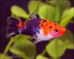 8 Aquarium fish ideas | aquarium fish, platy fish, freshwater aquarium fish