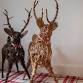 Willow Reindeer event image
