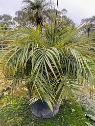 Image result for Phoenix roebelenii