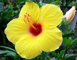 Hibiscus Giallo Yellow Hibiscus Hibiscus Bouquet Hibiscus Flower Tattoos