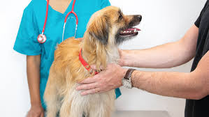 The Importance of Vet Check-Ups For Your Dog | Purina UK