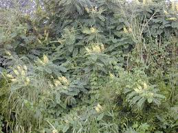 Image result for Caesalpinia decapetala