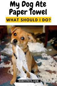 Pin On The Best Of Our Fit Pets