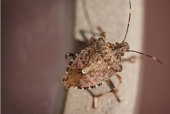 24 Ways to Exclude Entry of Flying Insects - Quality Assurance & Food Safety