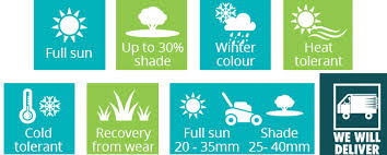 And i certainly have concerns with the amount of sand that was in the top soil (a neighbour is convinced. Lawn Easy Growing Aura Zoysia Bunnings Nsw Turf Growers Direct