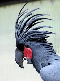 Australian Bird With Red Cheeks Palm Cockatoo Australia Animals Beautiful Birds Cockatoo