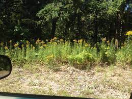 Found All This Mountain Flower Irl Elderscrollsonline