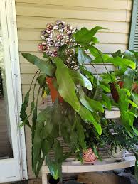 Image result for Coleus tetragonus