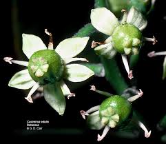 Image result for Rutaceae