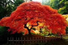 Weeping flower carpet scarlet rose. 9 Weeping Rose Tree Ideas Weeping Trees Plants Rose Trees