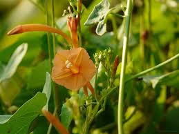 Image result for Ipomoea hederifolia