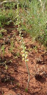 Image result for Eriospermum seineri