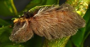 Big Black Caterpillar With Orange Stripes Flannel Moth Caterpillar Megalopygidae Flannel Moth Flannel Moth Caterpillar Moth