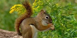 American Red Squirrel | National Wildlife Federation
