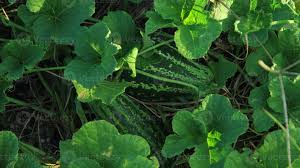 Image result for Cucumis meeusei