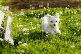 Realistic teacup maltipoo breeders will charge you from $450 up to $2,000 depending on how rare the teacup dog is. What You Should Know Before You Get A Teacup Maltese Your Dog Advisor