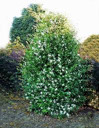 Image result for Sida serratifolia