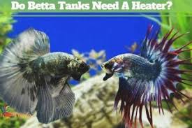Do Betta Fish Need A Heater Text Above Two Blue Betta Facing Eachother In An Aquarium 2020