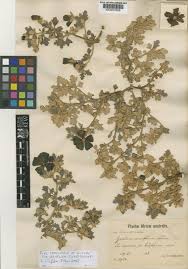 Image result for Grielum