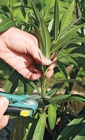 Oleander Vermehren Selbst De Oleander Vermehren Pflanzen Pflanzen Vermehrung