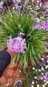 Image result for Chlorophytum gallabatense