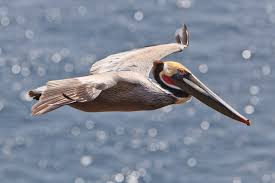 Here's a scoop for you: California Brown Pelican Channel Islands National Park U S National Park Service