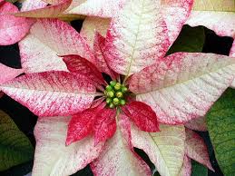 Pin On Flowers