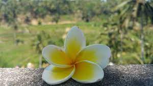 Kata pura berasal dari bahasa sansekerta pur yang artinya kota, benteng atau tempat yang di kelilingi tembok. Mengapa Agama Hindu Sembayang Menggunakan Bunga