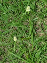 Image result for Kyllinga odorata