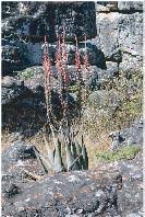 Image result for Xysmalobium holubii