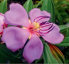 Image result for Indigofera soutpansbergensis