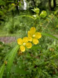 Image result for Ludwigia leptocarpa