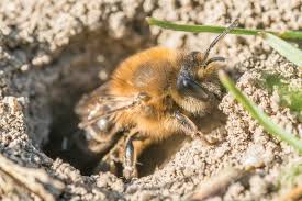 How to drive away bees, tutorial, step by step. 3 Simple But Effective Ways To Get Rid Of Ground Bees Naturally Pest Wiki