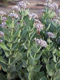 Image result for Calotropis gigantea