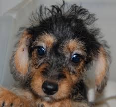 Black And Tan Jack Russell Puppies For Sale In Yorkshire Jackapoo Puppies Ready Now Leeds West Yorkshire Pets4homes Puppies Cute Little Puppies Cute Animals