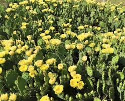 See more ideas about cactus recipe, prickly pear, prickly pear cactus. Prickly Pear Cactus Knecht S Nurseries Landscaping