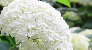 Arbusto dai piccoli fiori bianchi profumatissimi. 45 Fiori Bianchi Che Amerai Per Sempre Idee Green