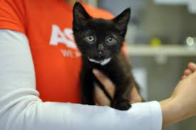 The animals listed on this page are available for adoption. Black Cat Appreciation Day Is This Friday Aspca