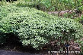 Image result for Tabernaemontana ventricosa
