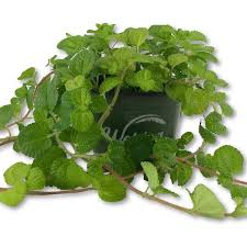Image result for Pilea rivularis