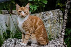 8 Fun Facts About Ginger Tabby Cats Tabby Cat Orange Tabby Cats Bengal Cat