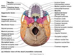 Flashcards Bones Axial Skeleton Skull Cavities Skull Anatomy Anatomy Bones Medical Anatomy