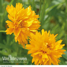 Coreopsis Grandiflora Early Sunrise H45 X S45 6 Plants Planting Mums Herbaceous Border Plants