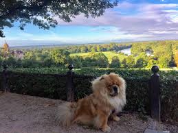See 439 traveller reviews, 54 candid photos, and great deals for travelodge london richmond central, ranked #1 of 1 hotel in richmond and rated 4 of 5 at. My Dog Friendly London Richmond By Clover The Chow Chow