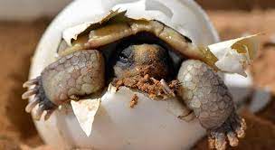 How To Take Care Of Turtle Eggs (Easy Guide With Pictures) – Turtleowner.com