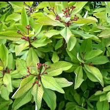 Image result for Embelia libeniana