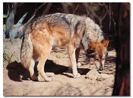 Mexican Gray Wolf Canis Lupus Baileyi Desertusa