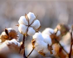 Profile for J&K Whatley Farms